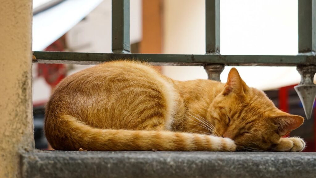 ぐっすり気持ちよさげに寝ている猫の写真