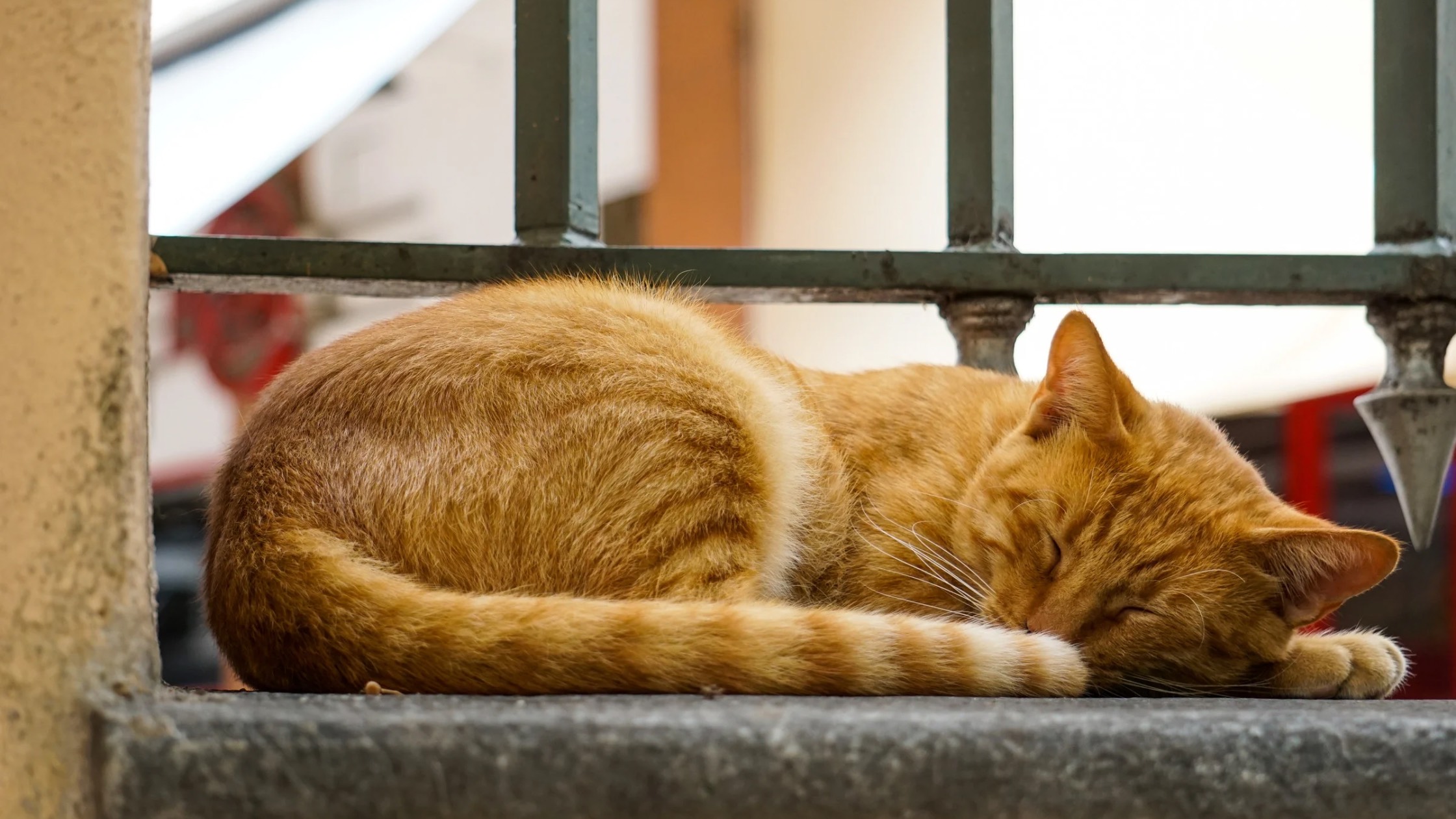 ぐっすり気持ちよさげに寝ている猫の写真
