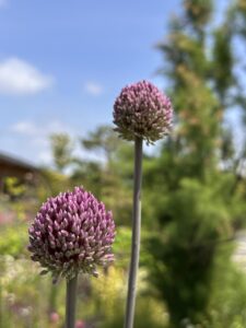 青空と花の写真